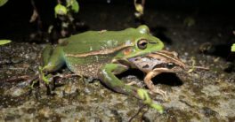 A larger green frog photographed with a smaller brown frog hanging out of its mouth