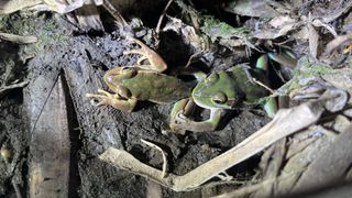 A green frog biting the hind leg of a frog of the same species on a log on the forest floor