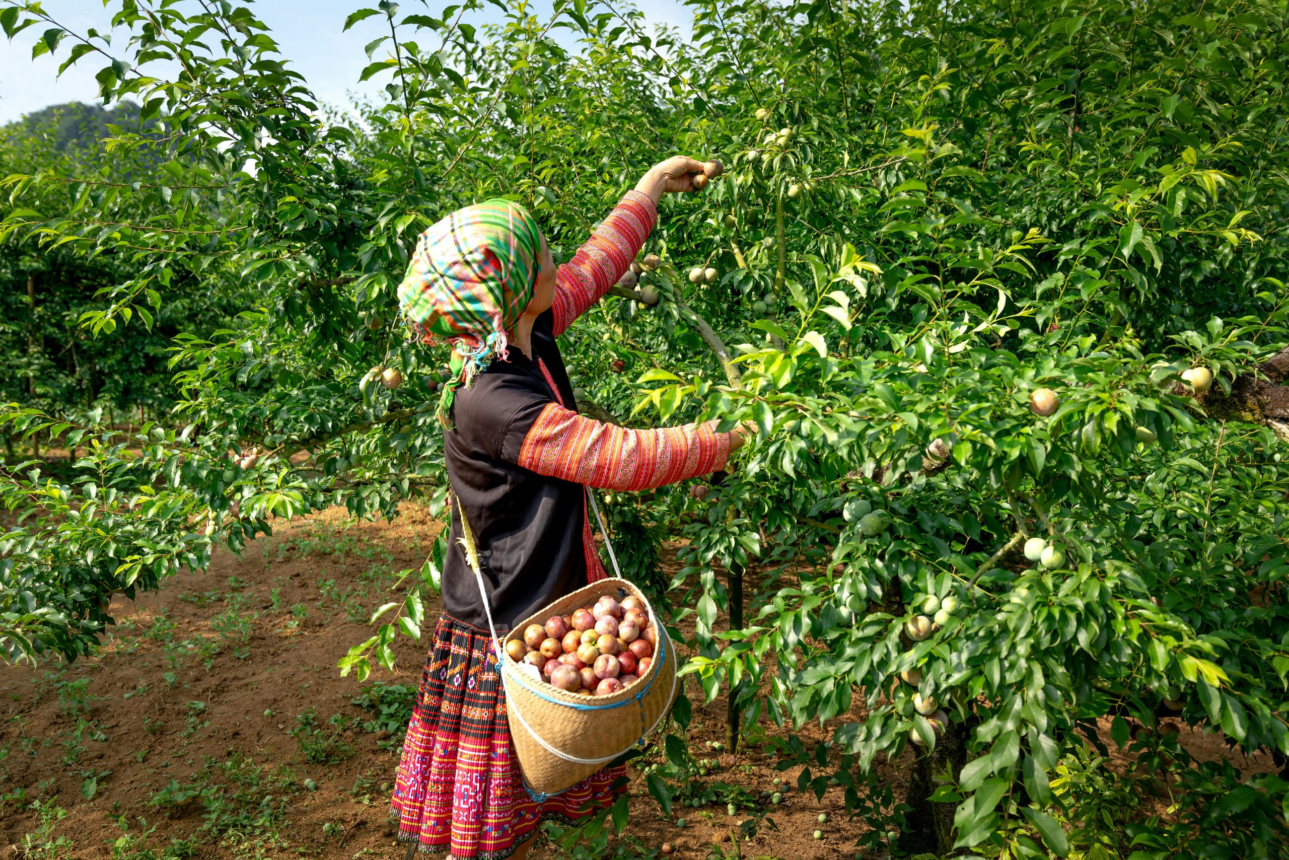 Photo by Quang Nguyen Vinh: https://www.pexels.com/photo/woman-in-black-and-red-long-sleeve-shirt-carrying-brown-basket-with-fruits-standing-beside-green-trees-14022963/